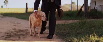 Movie still from “Tracks” (2013), directed by John Curran – A man in a suit walking a dog on a dirt road; Close Up shot, Low angle
