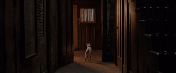 Movie still from “Trick 'r Treat” (2007), directed by Michael Dougherty – A dog standing in the middle of a room; Wide shot, High angle