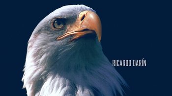 Movie still from “Wild Tales” (2014), directed by Damián Szifron – Picture of a bald eagle; Extreme Close Up shot, Low angle