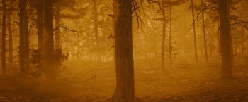 Movie still from “Wrong Turn” (2021), directed by Mike P. Nelson – A tree in the middle of a foggy forest; Extreme Wide shot, High angle