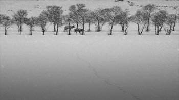 Movie still from “24 Frames” (2017), directed by Abbas Kiarostami – A herd of wild animals walking across a snow covered field; Extreme Wide shot, High angle