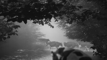 Movie still from “24 Frames” (2017), directed by Abbas Kiarostami – A herd of cattle walking down a path through the trees; Extreme Wide shot, High angle