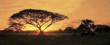 Movie still from “50 First Dates” (2004), directed by Peter Segal – The sun is setting behind a tree in a field; Extreme Wide shot, Low angle