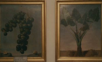 Movie still from “7 Rm., kit., ba...” (1984), directed by Agnès Varda – Two paintings of grapes and a plant are displayed; Extreme Close Up shot, Overhead angle