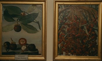 Movie still from “7 Rm., kit., ba...” (1984), directed by Agnès Varda – Two paintings of fruit are displayed in gold frames on the wall; Extreme Close Up shot, Overhead angle