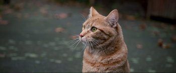 Movie still from “A Street Cat Named Bob” (2016), directed by Roger Spottiswoode – An orange and white striped cat looking up at the sky; Extreme Close Up shot, High angle