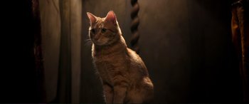 Movie still from “A Street Cat Named Bob” (2016), directed by Roger Spottiswoode – An orange cat sitting on top of a wooden table; Close Up shot, Low angle