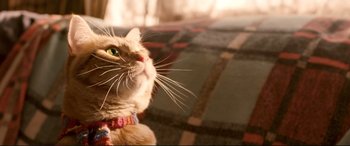 Movie still from “A Street Cat Named Bob” (2016), directed by Roger Spottiswoode – A cat's face with a blurry background; Extreme Close Up shot, Low angle