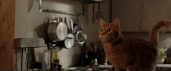 Movie still from “A Street Cat Named Bob” (2016), directed by Roger Spottiswoode – An orange cat sitting on top of a kitchen counter; Close Up shot, Low angle