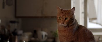 Movie still from “A Street Cat Named Bob” (2016), directed by Roger Spottiswoode – An orange cat with green eyes sitting on a table; Close Up shot, Low angle