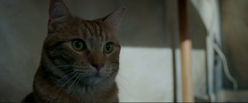 Movie still from “A Street Cat Named Bob” (2016), directed by Roger Spottiswoode – A cat's face with green eyes; Close Up shot, High angle