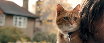 Movie still from “A Street Cat Named Bob” (2016), directed by Roger Spottiswoode – An orange and white striped cat with a collar; Close Up shot, Low angle