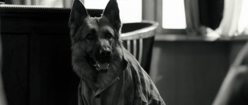 Movie still from “Adam Resurrected” (2008), directed by Paul Schrader – A german shepherd dog wearing a shirt and collar; Close Up shot, High angle