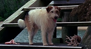 Movie still from “Age of Consent” (1969), directed by Michael Powell – A brown and white dog standing next to a dock; Close Up shot, High angle