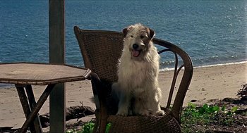 Movie still from “Age of Consent” (1969), directed by Michael Powell – A dog sitting on a chair by the water; Wide shot, High angle