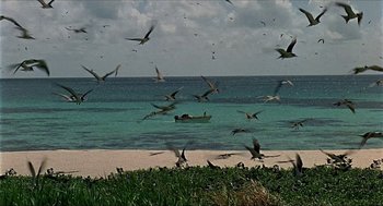 Movie still from “Age of Consent” (1969), directed by Michael Powell – A flock of birds flying over a body of water; Extreme Wide shot, High angle