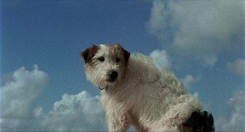 Movie still from “Age of Consent” (1969), directed by Michael Powell – A small white and brown dog standing on top of a hill; Close Up shot, Low angle