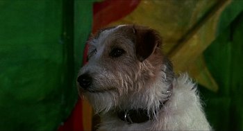 Movie still from “Age of Consent” (1969), directed by Michael Powell – A dog's face with a colorful background; Close Up shot, Low angle