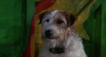 Movie still from “Age of Consent” (1969), directed by Michael Powell – A dog's face in front of a colorful background; Close Up shot, Low angle