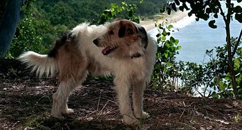 Movie still from “Age of Consent” (1969), directed by Michael Powell – A dog standing on top of a hill next to a body of water; Close Up shot, High angle