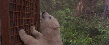 Movie still from “Alaska” (1996), directed by Fraser C. Heston – A white polar bear standing on top of a tree branch; Close Up shot, Low angle