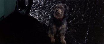 Movie still from “Alfie” (1966), directed by Lewis Gilbert – A small dog standing in the middle of a dark room; Close Up shot, High angle