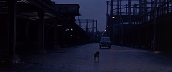 A dog walking down the street in the dark