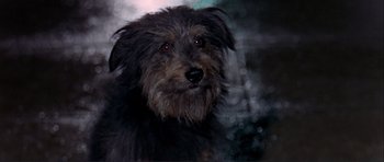 Movie still from “Alfie” (1966), directed by Lewis Gilbert – A black and brown dog is looking at the camera; Close Up shot, High angle