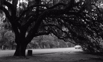 Movie still from “Alice in the Cities” (1974), directed by Wim Wenders – A car driving down a street under a large tree; Extreme Wide shot, Low angle