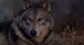 Movie still from “An American Werewolf in London” (1981), directed by John Landis – The face of a gray wolf; Close Up shot, High angle