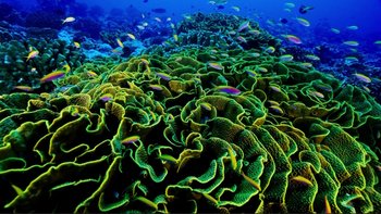 Movie still from “An Inconvenient Truth” (2006), directed by Davis Guggenheim – A coral reef filled with lots of colorful fish; Extreme Wide shot, Overhead angle