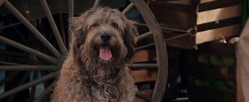 Movie still from “Annie” (1982), directed by John Huston – A brown shaggy dog sitting in front of a wooden wheel; Close Up shot, Over the shoulder angle