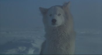 Movie still from “Arizona Dream” (1993), directed by Emir Kusturica – A white dog standing on top of a snow covered slope; Close Up shot, Low angle