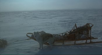 Movie still from “Arizona Dream” (1993), directed by Emir Kusturica – A dog standing on top of snow covered ground next to a sled; Wide shot, High angle