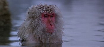 Movie still from “Baraka” (1992), directed by Ron Fricke – A monkey with long white hair is in the water; Close Up shot, High angle