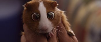 Movie still from “Bedtime Stories” (2008), directed by Adam Shankman – A guinea pig's face with its eyes open; Extreme Close Up shot, High angle