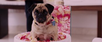 Movie still from “Beverly Hills Chihuahua” (2008), directed by Raja Gosnell – A pug dog sitting in a bowl of rose petals; Medium shot, High angle