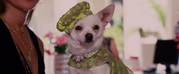 Movie still from “Beverly Hills Chihuahua” (2008), directed by Raja Gosnell – A white dog wearing a green outfit and a hat; Close Up shot, Low angle