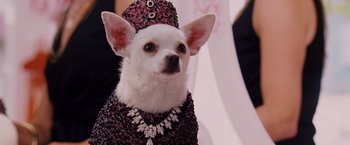 Movie still from “Beverly Hills Chihuahua” (2008), directed by Raja Gosnell – A white dog wearing a red and black outfit; Close Up shot, High angle
