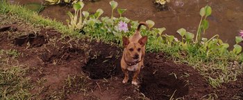 Movie still from “Beverly Hills Chihuahua” (2008), directed by Raja Gosnell – A small brown dog standing on top of a dirt field; Wide shot, High angle