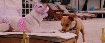 Movie still from “Beverly Hills Chihuahua” (2008), directed by Raja Gosnell – A dog and a cat sitting on the floor eating food; Medium shot, High angle