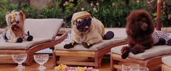 Movie still from “Beverly Hills Chihuahua” (2008), directed by Raja Gosnell – A pug dog sitting on top of a lounge chair; Wide shot, High angle