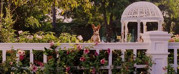 Movie still from “Beverly Hills Chihuahua” (2008), directed by Raja Gosnell – A dog sitting on top of a white fence; Wide shot, Low angle