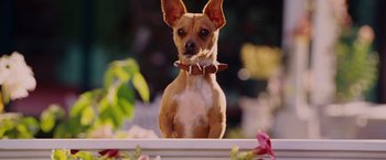 Movie still from “Beverly Hills Chihuahua” (2008), directed by Raja Gosnell – A brown and white dog sitting on top of a ledge; Close Up shot, Low angle