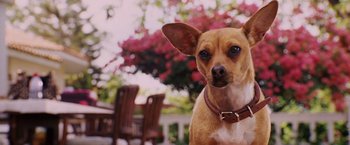 Movie still from “Beverly Hills Chihuahua” (2008), directed by Raja Gosnell – A brown and white dog sitting on top of a grass covered field; Close Up shot, Low angle