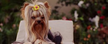 Movie still from “Beverly Hills Chihuahua” (2008), directed by Raja Gosnell – A small dog with a yellow flower in its hair; Close Up shot, High angle