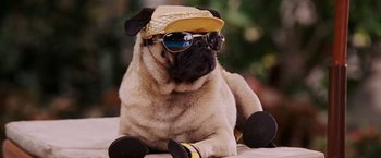 Movie still from “Beverly Hills Chihuahua” (2008), directed by Raja Gosnell – A pug dog wearing sunglasses and a hat; Close Up shot, High angle