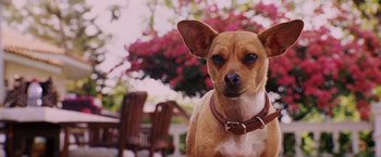 Movie still from “Beverly Hills Chihuahua” (2008), directed by Raja Gosnell – A brown and white dog standing next to a table; Close Up shot, High angle