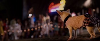 Movie still from “Beverly Hills Chihuahua” (2008), directed by Raja Gosnell – A small white dog wearing a pink dress; Close Up shot, Over the shoulder angle