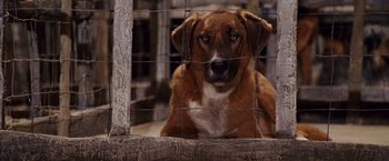 Movie still from “Beverly Hills Chihuahua” (2008), directed by Raja Gosnell – A brown and white dog sitting behind a wire fence; Close Up shot, High angle